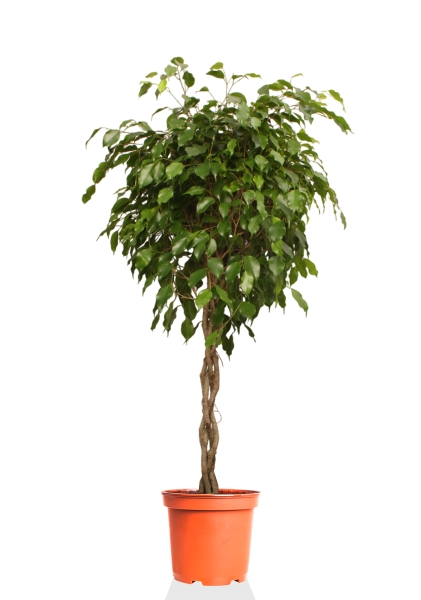 Фикус Экзотика переплетенный 30/150 см