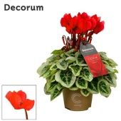 Цикламен Пикассо уютный красный d11 см h22.5 см