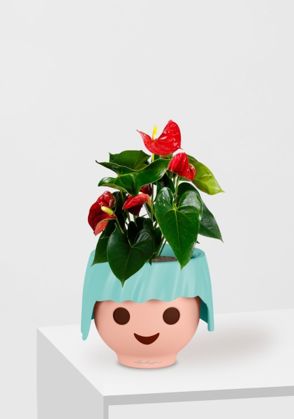 Антуриум Андрианум красный 12/40 см в OJO