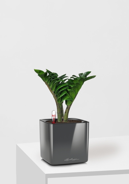 Замиокулькас Зензи 12/30 см в CUBE GLOSSY 14