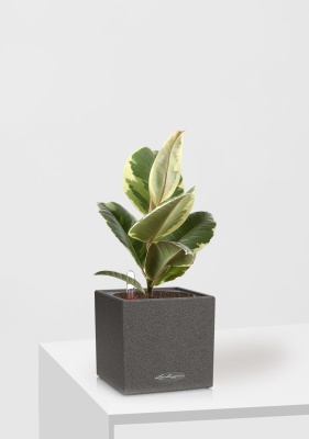 Фикус Эластика Тинеке 12/35 см в CANTO STONE 14