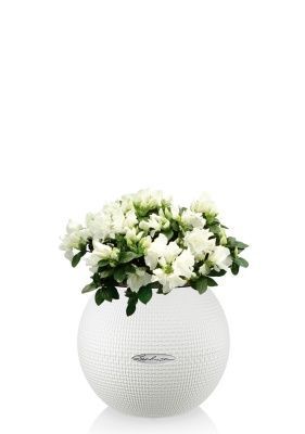 Азалия индика микс 12/25 см в PURO 20, белый Азалия индика микс 12/25 см в PURO 20, белый