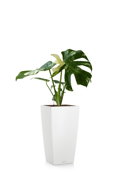 Монстера Делициоза вариегатная 15/45 см тип 1 в CUBICO COLOR 22