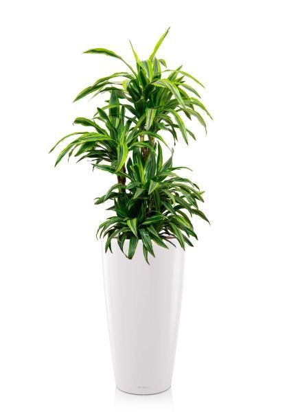 Драцена Лемон Лайм бранч 24/110 см в RONDO 32