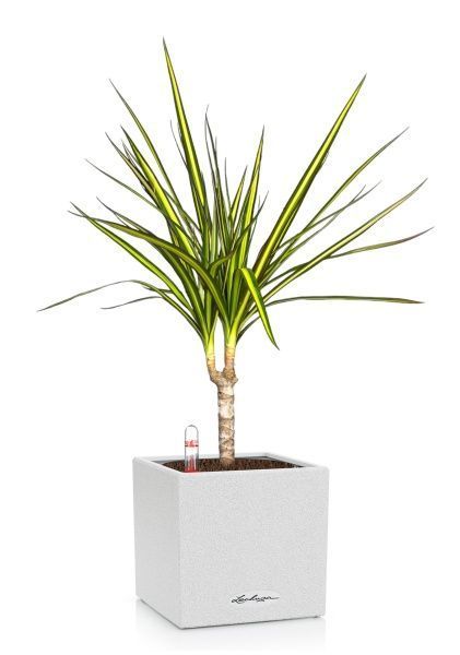 Драцена Маргината Санрей 12/40 см в CANTO STONE 14