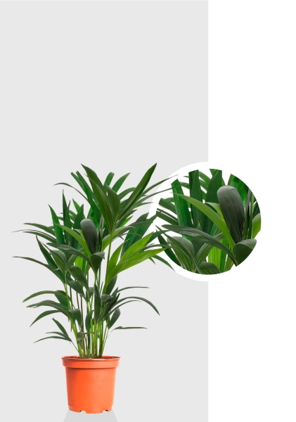 Ховея Кентия 17/90 см Ховея Кентия 17/90 см