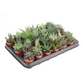 Алоэ Хавортия микс d5.5 см h10 см тип 1