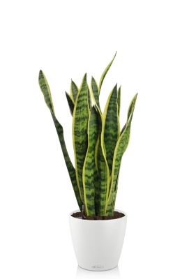 Сансевиерия Лауренти 17/60 см в CLASSICO Color 21