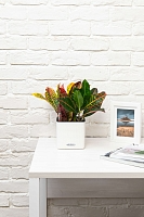 Кротон Петра 12/30 см в PURO 20 Кротон Петра 12/30 см в PURO 20