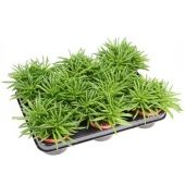 Пеперомия Хэппи Бин d10.5 см h15 см тип 1