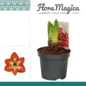 Гиппеаструм Christmas Star 1 ствол d9 см h20 см