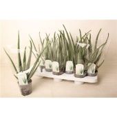 Алоэ Вера 10,5/38 см