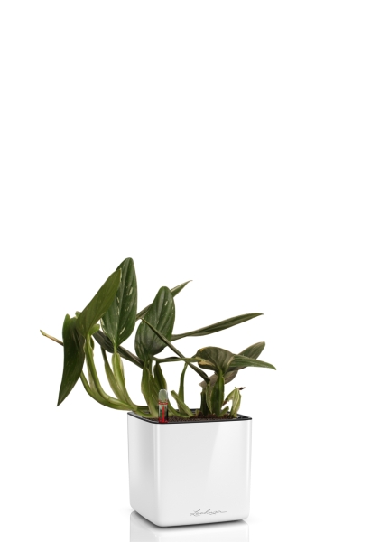 Филодендрон Кобра 12 см в CUBE Glossy 14