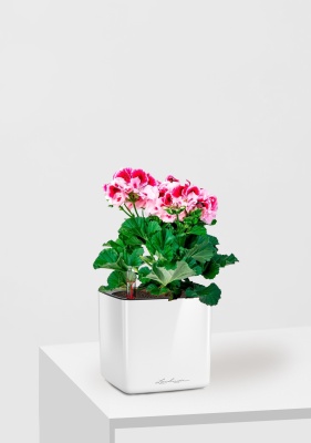 Пеларгония Грандифлора 12/25 см в CUBE GLOSSY 14, белый блестящий