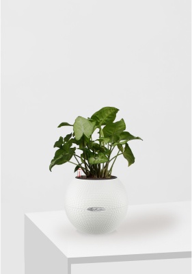 Сингониум Вайт Баттерфляй 12/25 см в PURO 20