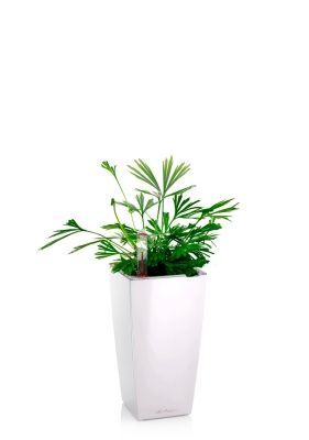 Актиниоптерис Австралийский 5/10 см в MINI CUBI, белый блестящий Актиниоптерис Австралийский 5/10 см в MINI CUBI, белый блестящий