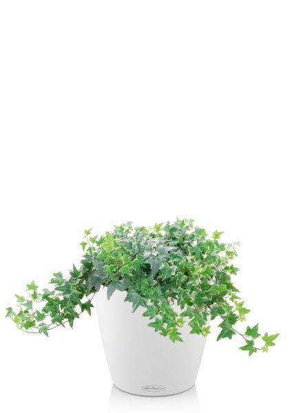 Плющ Хедера в CLASSICO COLOR 21