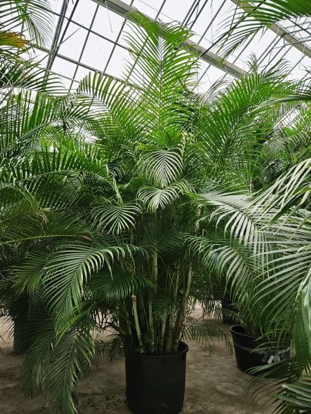 Хризалидокарпус Арека 85/400 см