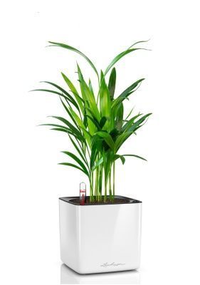 Хризалидокарпус в CUBE GLOSSY 14, блестящий белый Хризалидокарпус в CUBE GLOSSY 14, блестящий белый