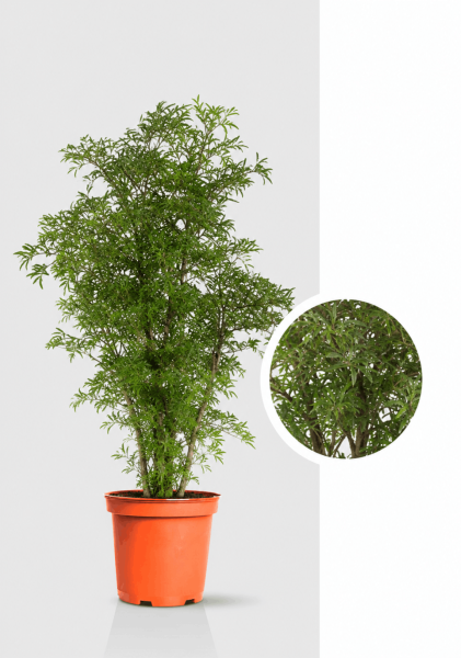 Полисциас Ming Branched d19 см h70 см Полисциас Ming Branched d19 см h70 см