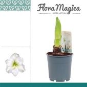 Гиппеаструм белый 1 ствол d12 см h20 см тип 1 Гиппеаструм белый 1 ствол d12 см h20 см тип 1