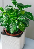 Кофе 12/30 см в CUBE GLOSSY 14