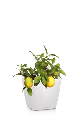 Цитрофортунелла Лимон 15/40 см в QUADRO LS 21 Цитрофортунелла Лимон 15/40 см в QUADRO LS 21