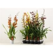 Орхидея Камбрия микс 2 ствола d12 см h85 см тип 1