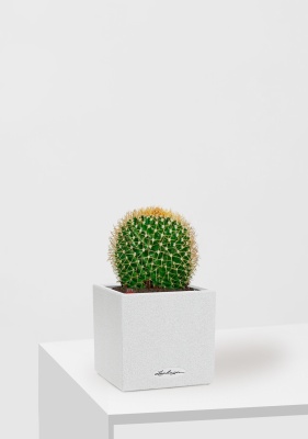 Кактус Маммиллярия Полителе 12/20 см в CANTO STONE 14, песочный белый