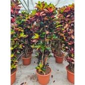 Кротон Кодиеум Миссис Айстон бранч d55 см h250 см Кротон Кодиеум Миссис Айстон бранч d55 см h250 см