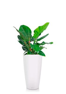 Филодендрон Империал Грин 24/70 см в RONDO 32, белый матовый