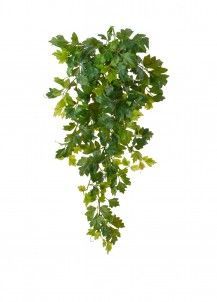 Циссус ампельный