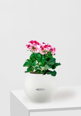 Пеларгония Грандифлора 12/25 см в PURO 20, белый