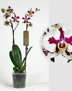 Орхидея Фаленопсис белая пятнистая 12/60 см Орхидея Фаленопсис белая пятнистая 12/60 см