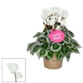 Цикламен Пикассо белый d11 см h22.5 см