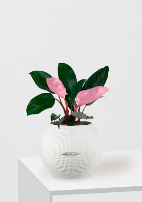 Филодендрон Пинк Принс 12/25 см в PURO 20