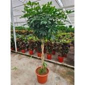 Шеффлера Компакта косичка d40 см h200 см Шеффлера Компакта косичка d40 см h200 см