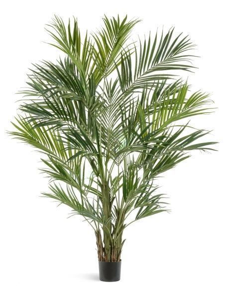 Пальма Кентия (Ховея) де Люкс 260 см