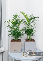 Хамедорея Элеганс 12/45 см в PURO 20 