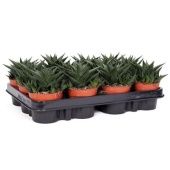 Хавортия лимифолия d8.5 см h15 см тип 1