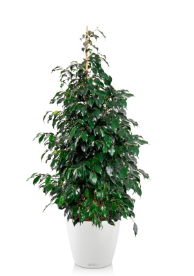 Фикус Бенджамина Даниэль 30/165 см в CLASSICO COLOR 43 Фикус Бенджамина Даниэль 30/165 см в CLASSICO COLOR 43