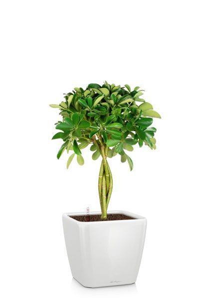 Шеффлера Нора 21/75 см в QUADRO LS 28