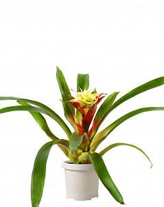 Гузмания Триколор 12/40 см