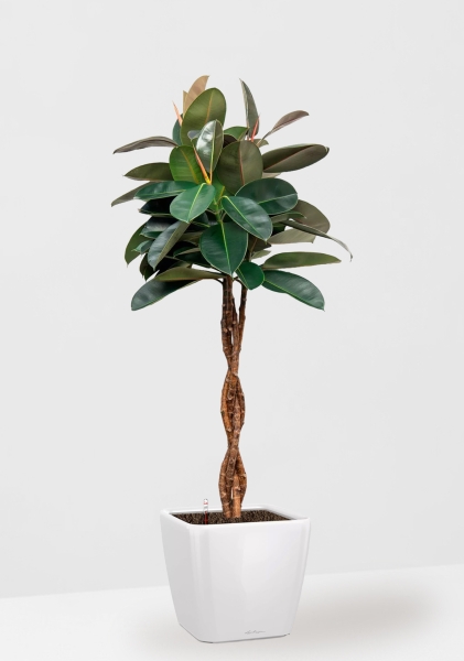 Фикус Эластика Бургунди переплетенный 27/160 см в QUADRO LS 35 Фикус Эластика Бургунди переплетенный 27/160 см в QUADRO LS 35