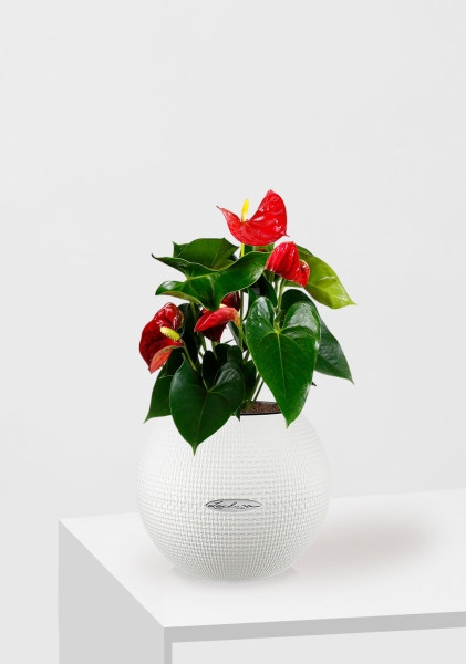 Антуриум Андрианум красный 12/40 см в PURO 20