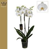 Фаленопсис 3 ствола Royal White 20+ (bernhard) d12 см h60 см