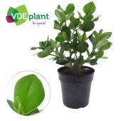 Клузия Принцесс d24 см h65 см