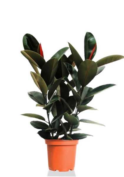 Фикус Эластика Абиджан 3 ствола d27 см h110 см