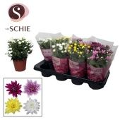 Хризантема Грандеза микс d13 см h25 см тип 2