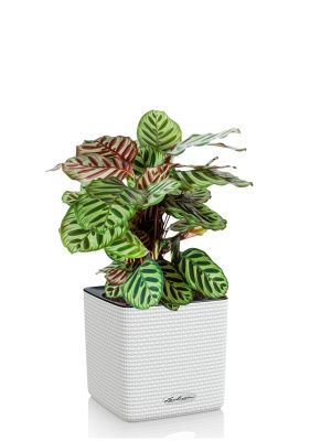 Калатея Макояна 14/45 см в CUBE COLOR 16, белый Калатея Макояна 14/45 см в CUBE COLOR 16, белый